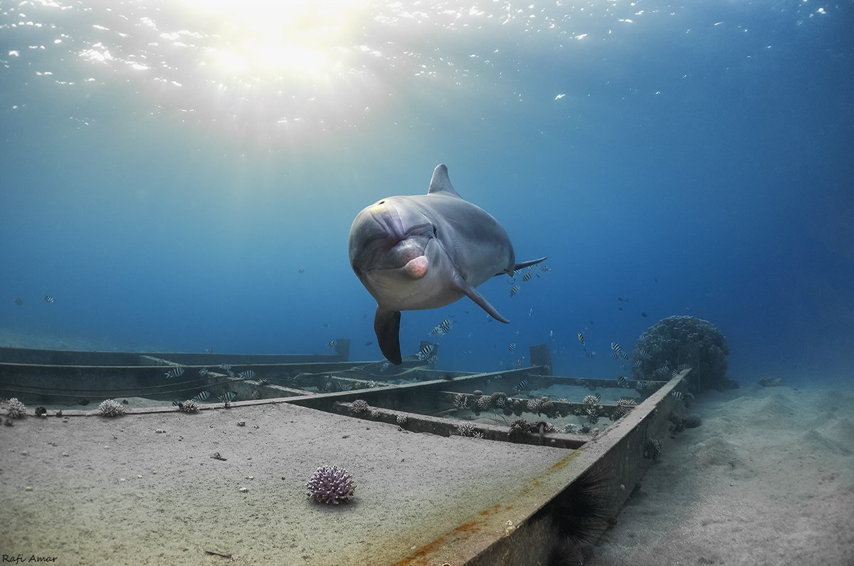 Common Bottlenose Dolphin swimming nose-forward above a submerged wreck