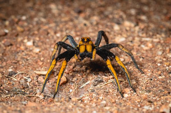 A striking black and orange-yellow wolf spider with dark eyes, standing on gravelly red soil.