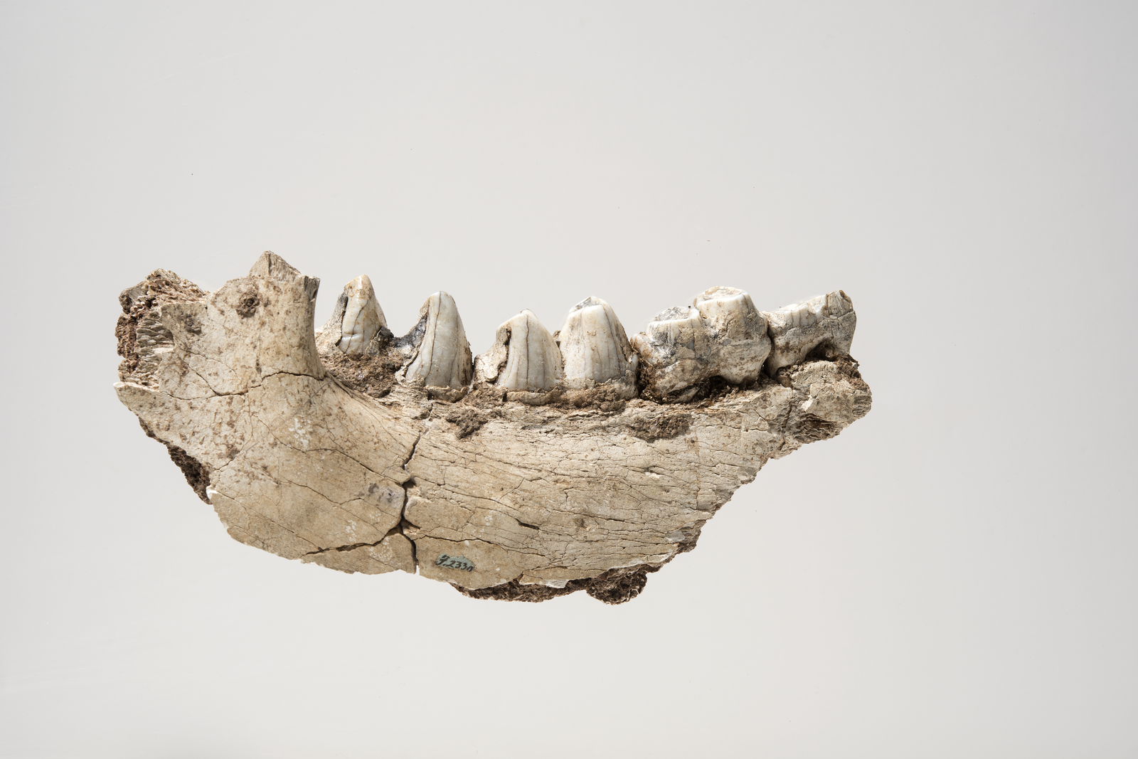 A fossilised lower jaw of a giant marsupial with several intact teeth visible along the upper edge