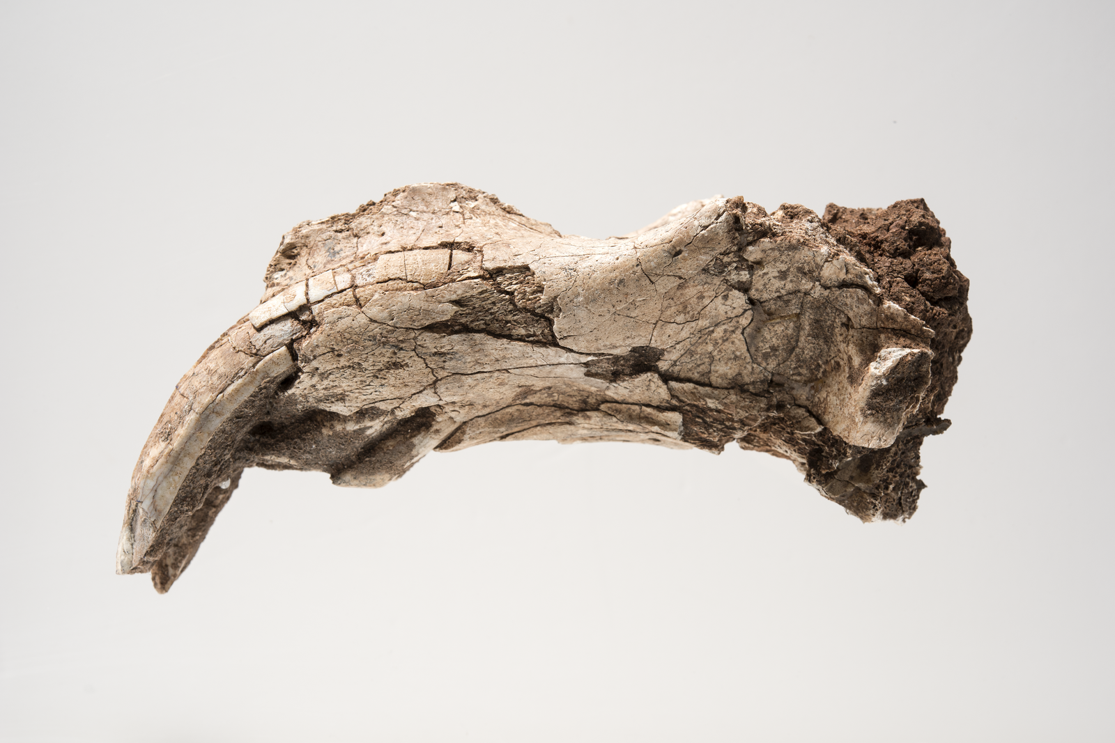 A large fossilised curved upper incisor and jaw fragment of an extinct giant Australian marsupial