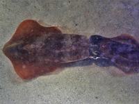 Pencil Squid, Uroteuthis chinensis
