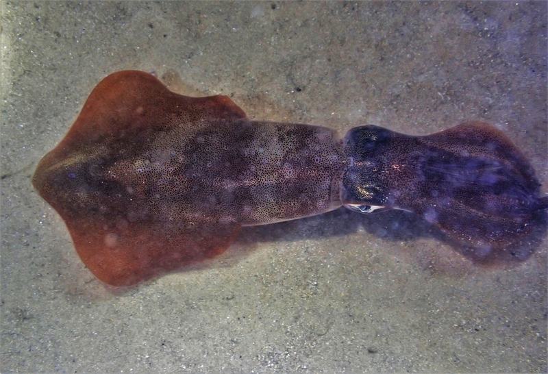 Pencil Squid, Uroteuthis chinensis
