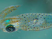 Luminous Bay Squid, Uroteuthis noctiluca