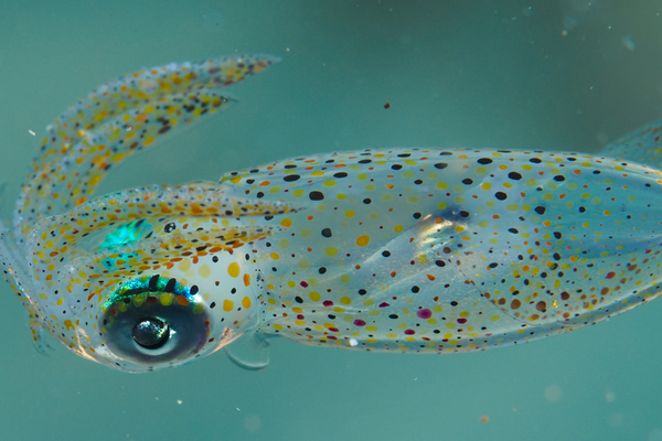 Luminous Bay Squid, Uroteuthis noctiluca