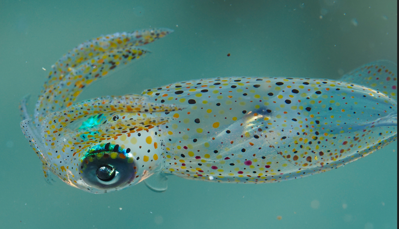 Luminous Bay Squid, Uroteuthis noctiluca