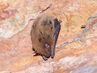 Inland Cave Bat, Vespadelus finlaysoni