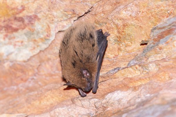Inland Cave Bat, Vespadelus finlaysoni