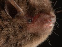 Eastern Forest Bat, Vespadelus pumilus