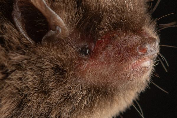 Eastern Forest Bat, Vespadelus pumilus