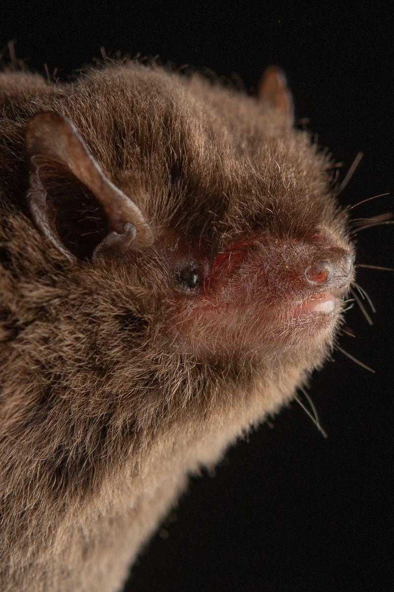 Eastern Forest Bat, Vespadelus pumilus