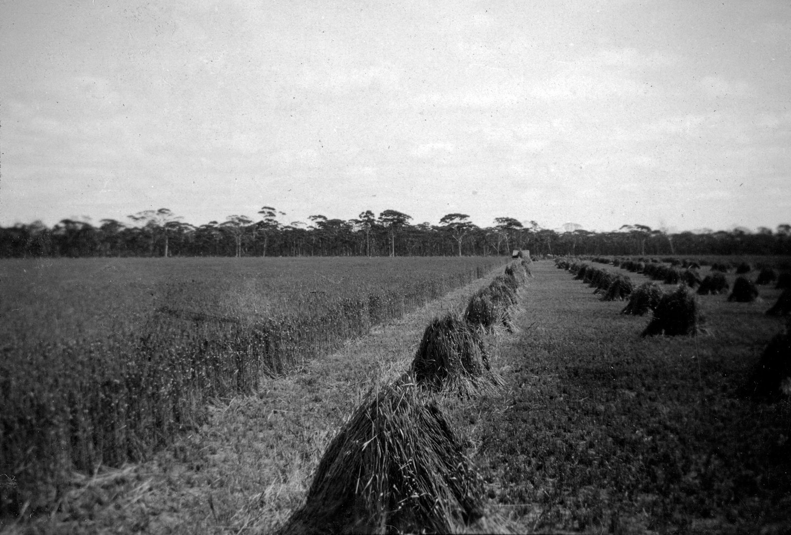 A crop of Federation wheat