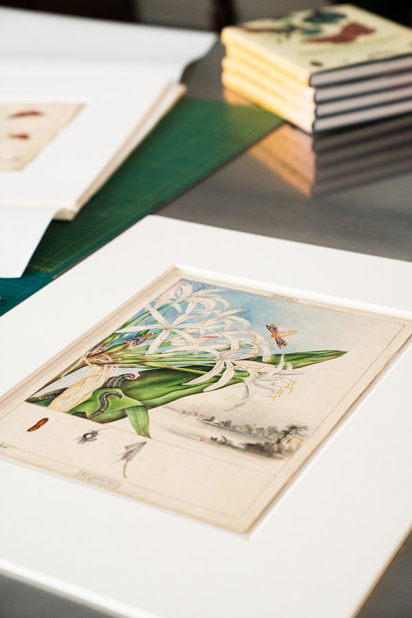 Watercolour paintings of butterflies and moths prepared for Alexander Walker Scott's 'Australian Lepidoptera' publication, 1838 - 1864