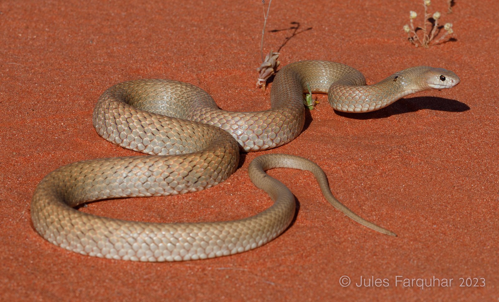 Western Brown Snake (Pseudonaja mengdeni)