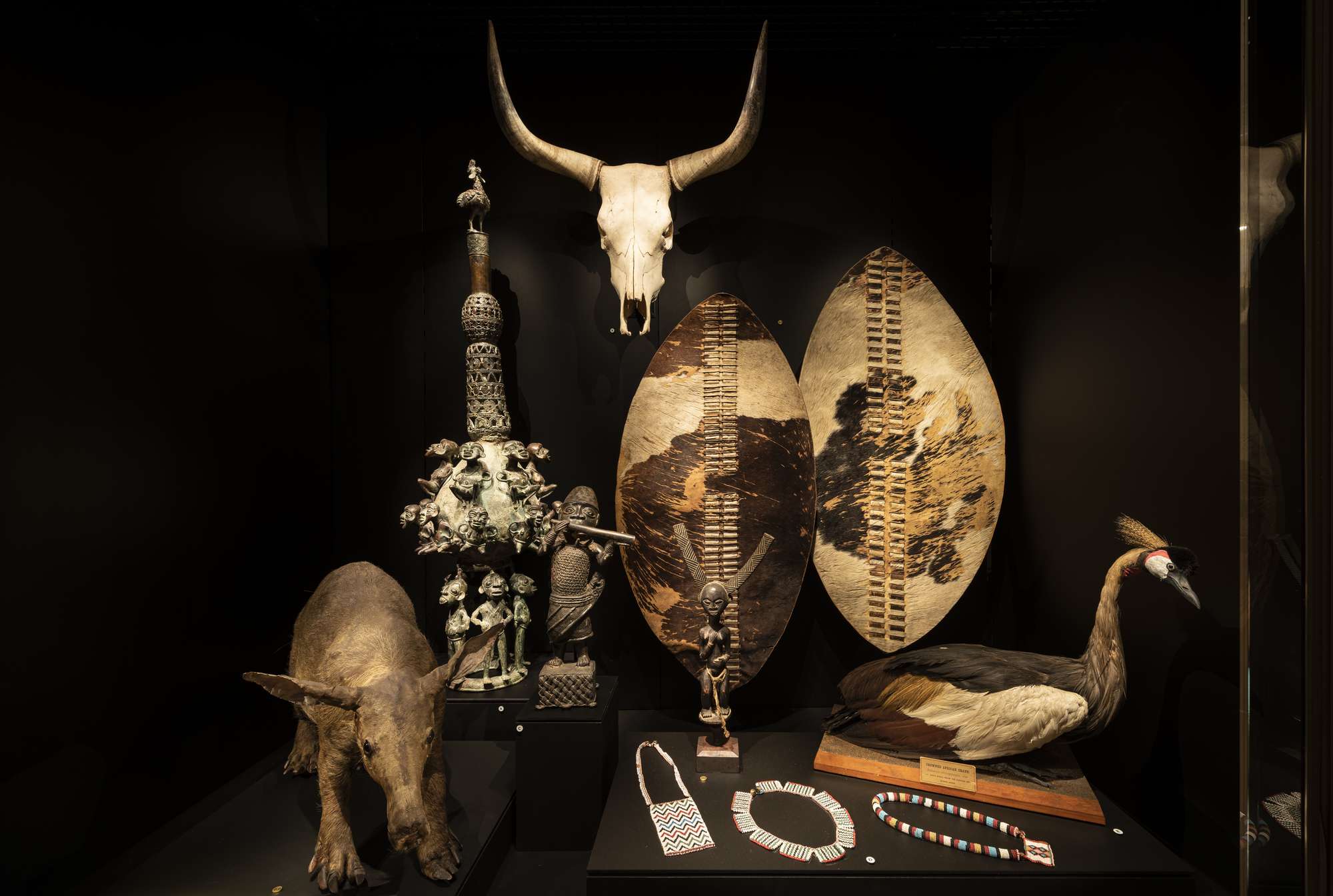 A museum showcase displaying two large Zulu shields alongside cultural objects and specimens.