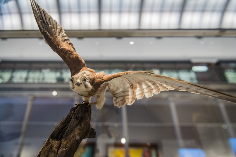 Taxidermy nankeen kestrel specimen mounted mid-flight on a branch in a museum gallery display.