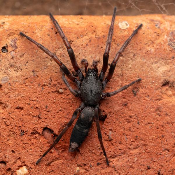 A dark, glossy black spider with long reddish-brown legs and a distinctive pale marking at the tip of its abdomen, on a rough terracotta surface.