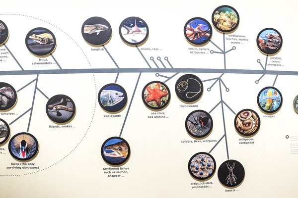 Wild Planet detail - The Tree of Life