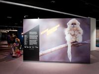 Wildlife Photographer of the Year 2011