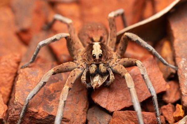 A large brown wolf spider with a pale central stripe on its head, dark eyes, and long banded legs, gripping prey while perched on red rocky terrain.