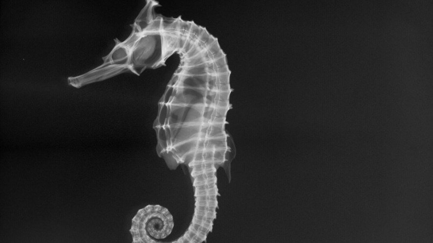 X-ray of holotype E.2914, High-crown seahorse, <i>Hippocampus procerus</i>.