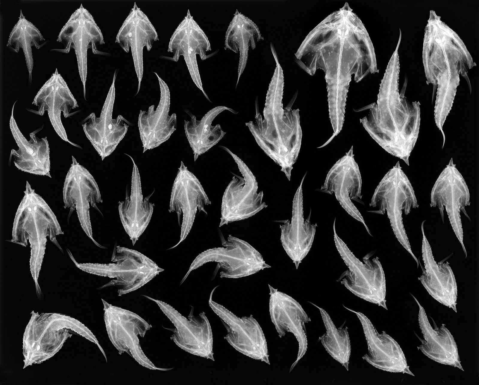 X-ray image showing rows of batfish specimens displaying skeletal structures and spines