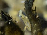 Southern Pygmy Squid, Xipholeptos notoides