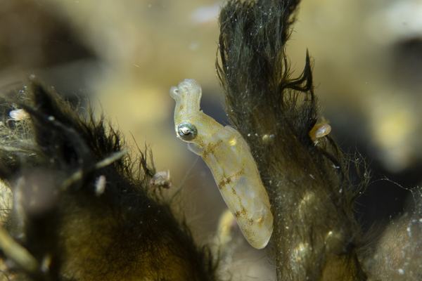 Southern Pygmy Squid, Xipholeptos notoides