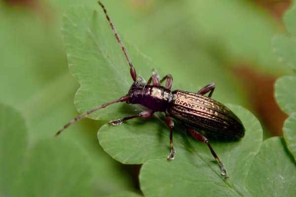 Xylotoles traversii longhorn beetle