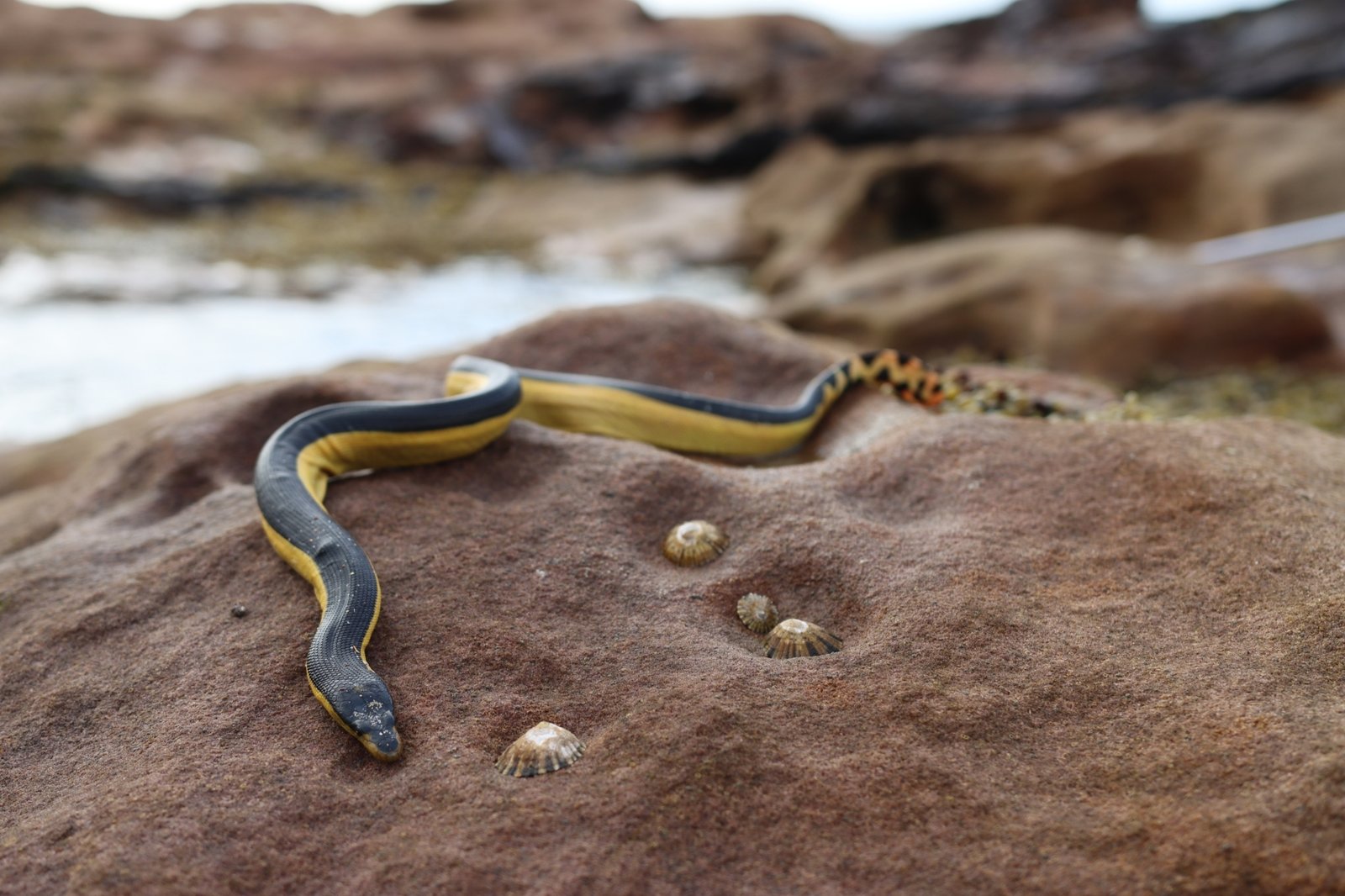 Yellow-bellied Sea Snake, Hydrophis platurus