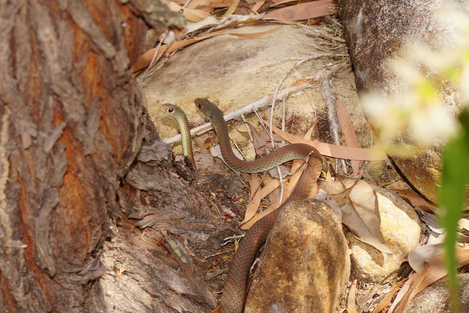 Yellow-faced Whipsnake, Demansia psammophis