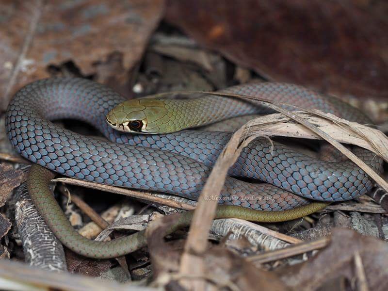 Yellow-faced Whipsnake, Demansia psammophis