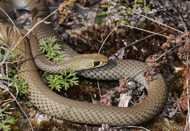 Yellow-faced Whipsnake, Demansia psammophis