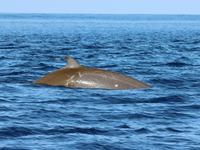 Cuvier's Beaked Whale, Ziphius cavirostris
