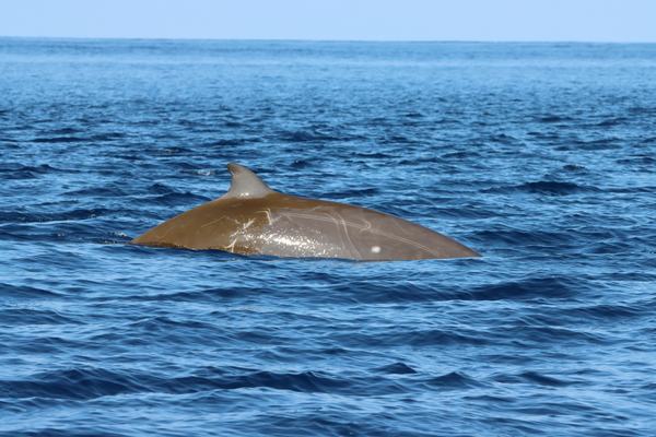 Cuvier's Beaked Whale, Ziphius cavirostris