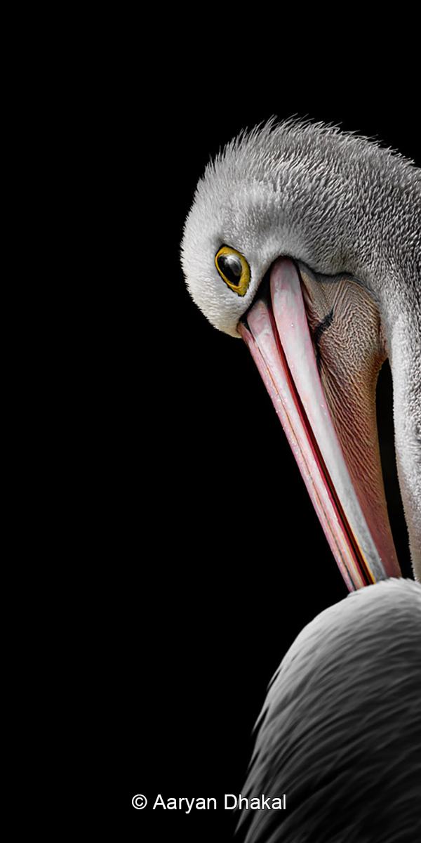 Pelican in right profile, showing its long pink beak, grey and white feathers, and a dark patch around the eyes.