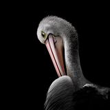 <i>2026 Australian Geographic Nature Photographer of the Year</i><br>
Winner Junior: Silent Grace by Aaryan Dhakal, Kaurna Country, West Lakes, South Australia.<br>
Australian pelican (<i>Pelecanus conspicillatus</i>)
