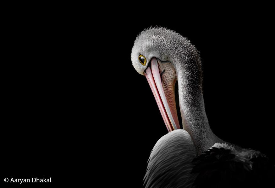 2026 Australian Geographic Nature Photographer of the Year. Junior Winner: Silent Grace by Aaryan Dhakal