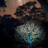 <i>2026 Australian Geographic Nature Photographer of the Year</i><br>
Winner Botanical: Alchemy by Benjamin Alldridge, Tyerrernotepanner Country, central Tasmania.<br>
Tanglefoot (<i>Nothofagus gunnii</i>)