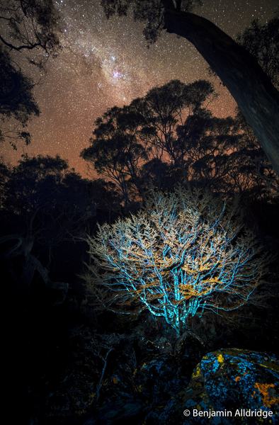2026 Australian Geographic Nature Photographer of the Year. Botanical Winner: Alchemy by Benjamin Alldridge