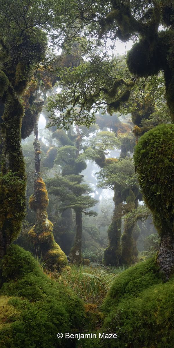 Dense forest with large moss-covered trees, creating an archway effect. The trees show thick trunks and extensive moss growth, with a foggy background enhancing the mysterious atmosphere.