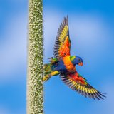 <i>2025 Australian Geographic Nature Photographer of the Year</i>
<p>Animals in Nature: Rainbow Lorikeet on a Grass Tree by Brandon Pasowicz, Noongar Country, Dawesville, Western Australia.
<p>Rainbow Lorikeet (<i>Trichoglossus moluccanus</i>)
<p><i>In a field of kangaroos, a rainbow lorikeet was spotted flitting between the sharp spikes of two grass trees, feeding on their flowering buds. Its vibrant colours contrasted beautifully with the towering spikes, offering a stunning display of nature’s beauty as it soared gracefully through the air.</i>