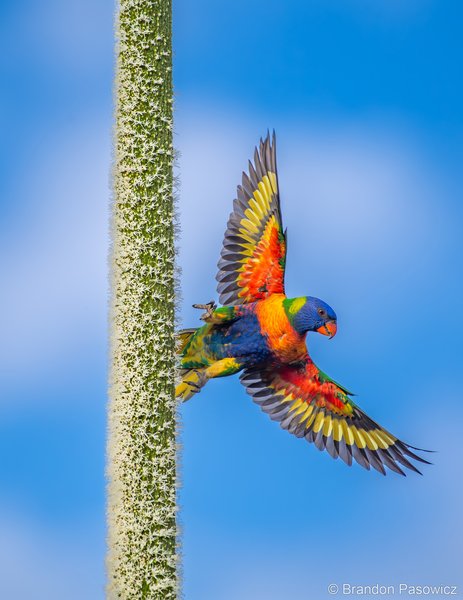 2025 Australian Geographic Nature Photographer of the Year. Animals in Nature: Rainbow Lorikeet on a Grass Tree by Brandon Pasowicz