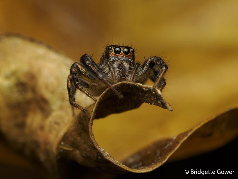 2026 Australian Geographic Nature Photographer of the Year. Macro: Curvy Cytaea by Bridgette Gower