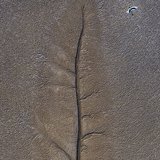 <i>2025 Australian Geographic Nature Photographer of the Year</i>
<p>Winner Aerial: Jabiru Leaf by Charles Davis, Balanggarra land, Wyndham, Western Australia.
<p>Black-necked Stork (<i>Ephippiorhynchus asiaticus</i>)
<p><i>This is not a dead leaf; it is a result of massive tides retreating over mudflats. I thought of a dead tree and a bird as we flew over the flats in the chopper. As this blacknecked stork flew towards the drainage, we banked hard just in time to capture them together.</i>