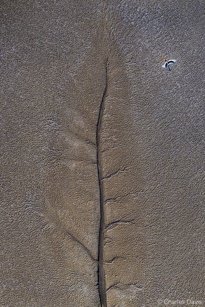 2025 Australian Geographic Nature Photographer of the Year. Winner Aerial: Jabiru Leaf by Charles Davis