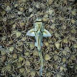 <i>2025 Australian Geographic Nature Photographer of the Year</i>
<p>Winner Animals in Nature: PJ & Crabs by Charles Davis, Nairm / Port Phillip Bay, Victoria.
<p>Port Jackson Shark (<i>Heterodontus portusjacksoni</i>)
<p><i>Each year, on the full moon, tens of thousands of 
spider crabs gather to shed their shells. At this time, they become soft and vulnerable to predation from sharks and large rays so they bunch up in epic numbers to protect themselves. This Port Jackson shark was cruising over the hoard.</i>