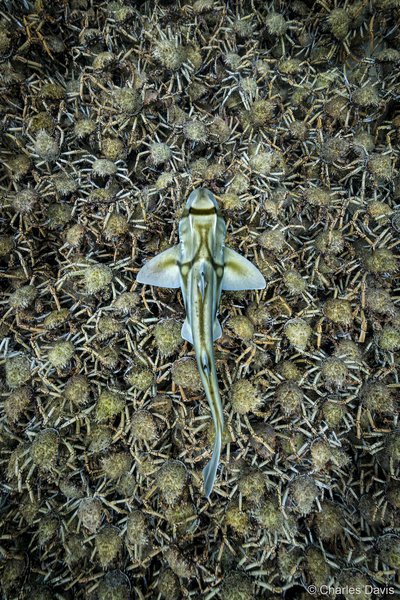 2025 Australian Geographic Nature Photographer of the Year. Animals in Nature: PJ & Crabs by Charles Davis