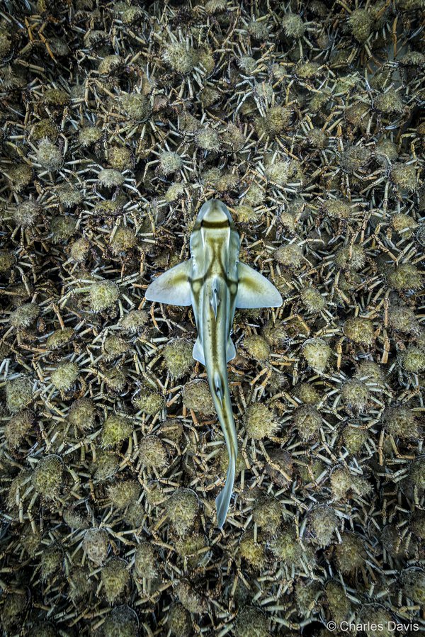 2025 Australian Geographic Nature Photographer of the Year. Animals in Nature: PJ & Crabs by Charles Davis
