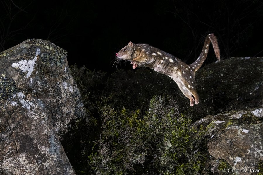 2025 Australian Geographic Nature Photographer of the Year. Runner Up Animals in Nature: The Leap by Charles Davis