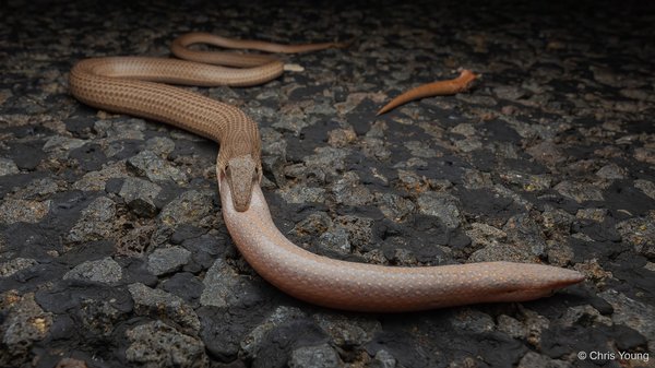 2025 Australian Geographic Nature Photographer of the Year. Animals in Nature: Highway Carnage by Chris Young